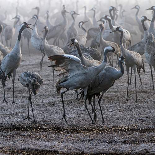 Превью фотографии фотографа Булкина Валентина