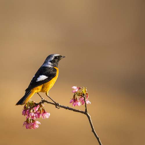 Превью фотографии фотографа Олег Токарев