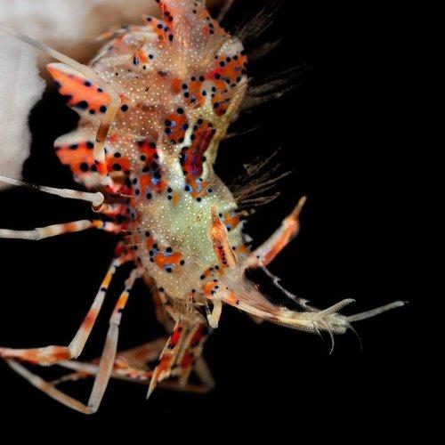 Превью фотографии фотографа Unlis