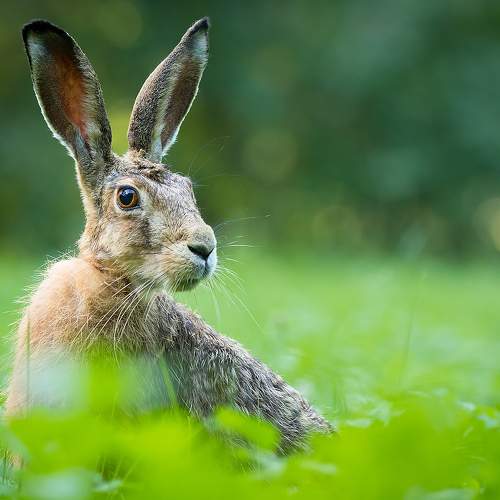 Превью фотографии фотографа Adamec Robert