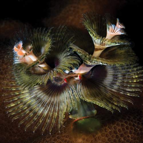 Превью фотографии фотографа Юрий Журавлев