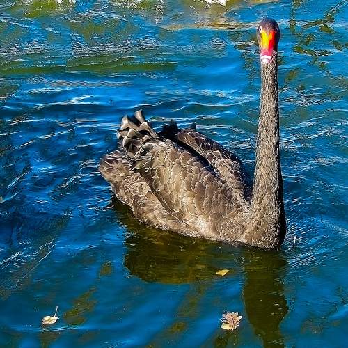 Превью фотографии фотографа DZINTRA REGINA JANSONE