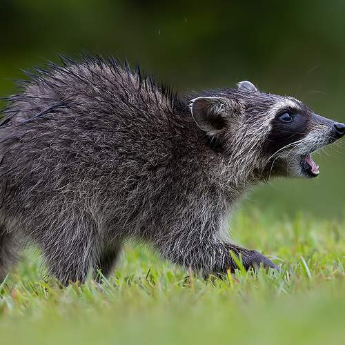 Превью фотографии фотографа Etkind Elizabeth