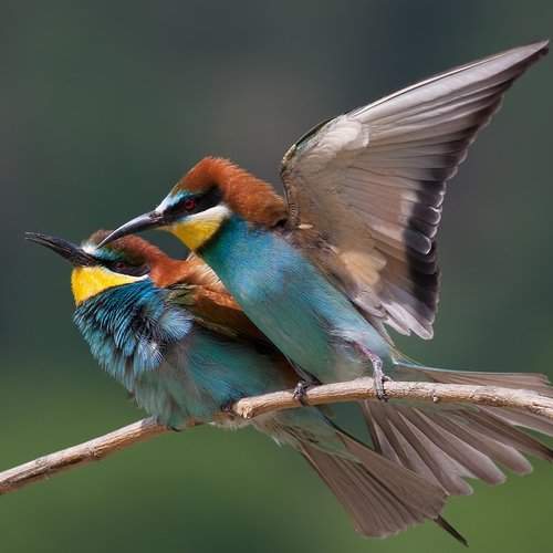 Превью фотографии фотографа Стефан Дянков