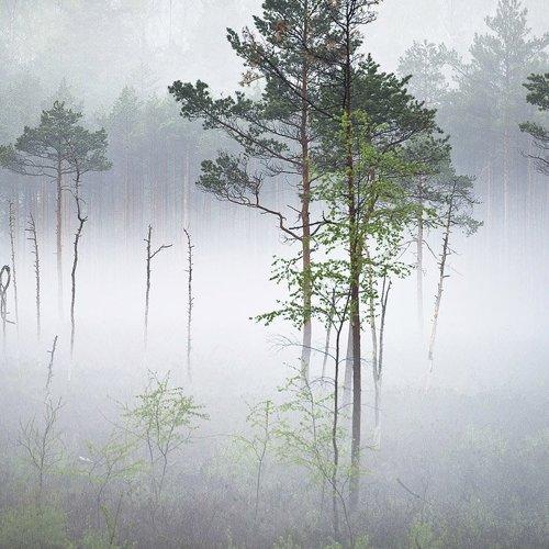 Preview Photographer\'s photo Rimantas Bikulcius