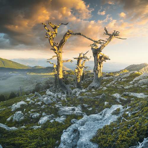 Preview Photographer\'s photo Roksolyana Hilevych