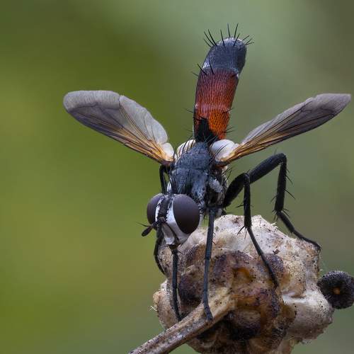 Превью фотографии фотографа Andrey Ostapenko