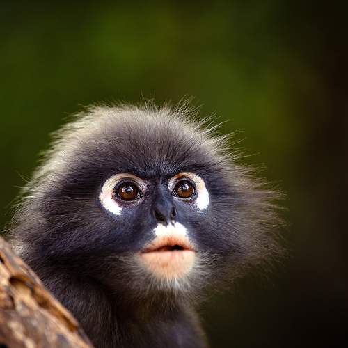 Превью фотографии фотографа Олег Токарев