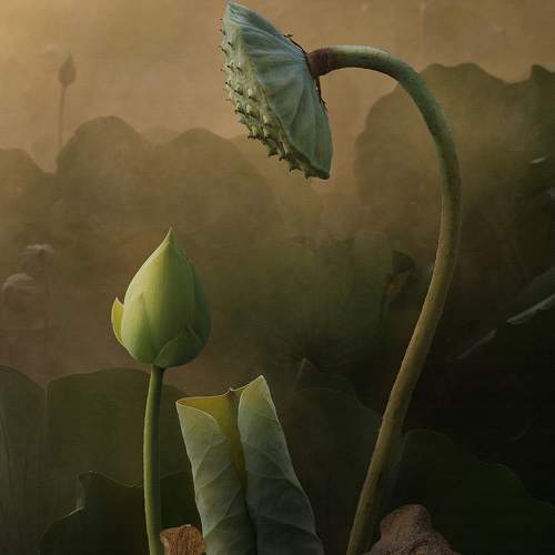 Превью фотографии фотографа Le Nhat Quang