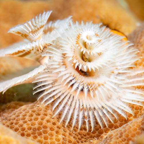 Превью фотографии фотографа Юрий Журавлев