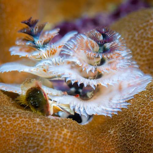 Превью фотографии фотографа Юрий Журавлев