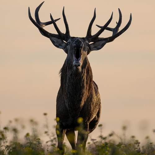 Превью фотографии фотографа Kreicbergs Maris
