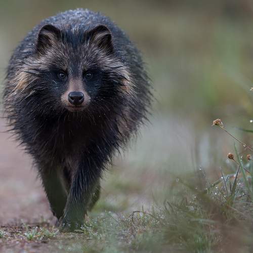 Превью фотографии фотографа Kreicbergs Maris