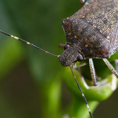 Preview Photographer\'s photo Giiomi