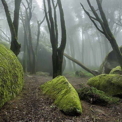 Превью фотографии фотографа Paulo Mendonça