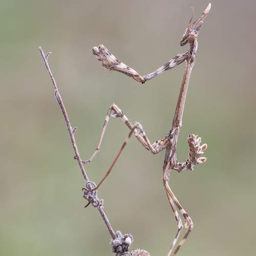 Preview Photographer\'s photo Massimo Tamajo