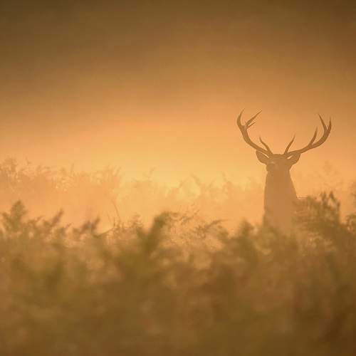 Превью фотографии фотографа Robert Fabrowski