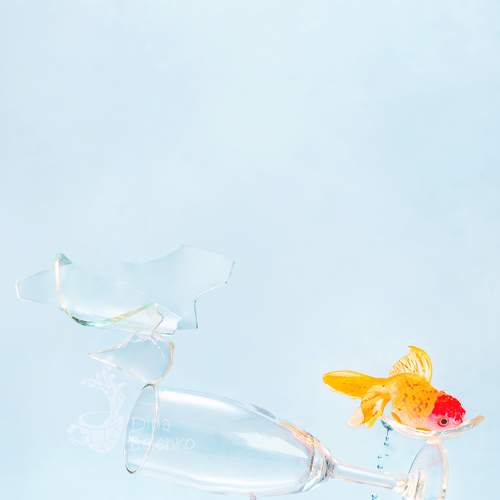 Preview Photographer\'s photo Dina Belenko