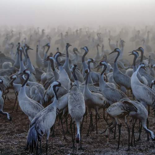 Превью фотографии фотографа Булкина Валентина