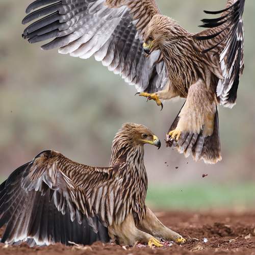 Превью фотографии фотографа Michael Faiman