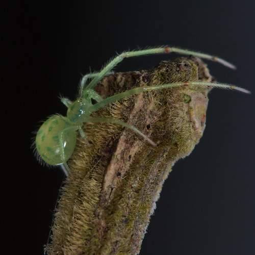 Превью фотографии фотографа Moura Denis