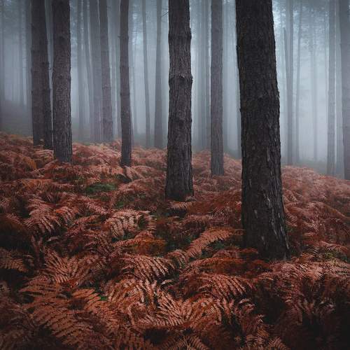 Preview Photographer\'s photo Петко Петков