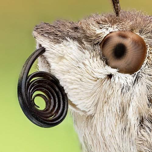 Превью фотографии фотографа regayip