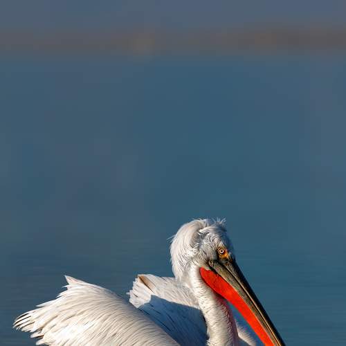 Превью фотографии фотографа Georgi Slavov