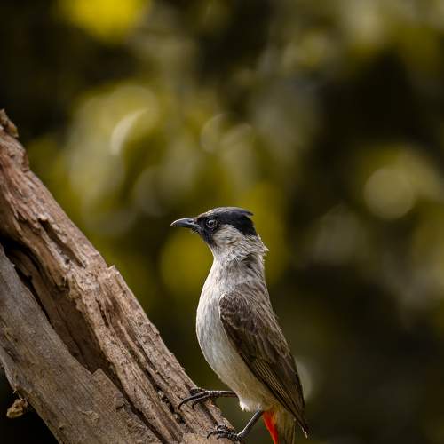 Preview Photographer\'s photo Олег Токарев