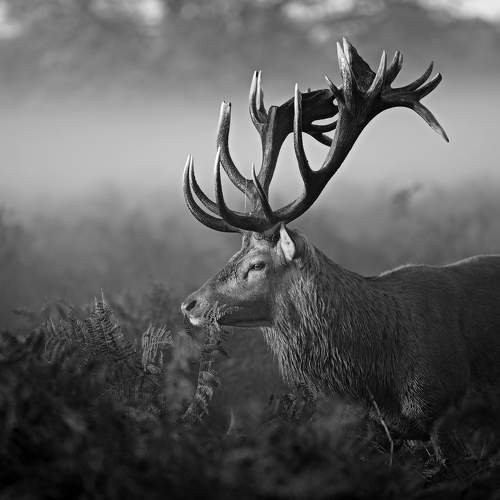 Превью фотографии фотографа Robert Fabrowski