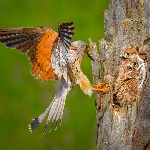 Превью фотографии фотографа Igor Shilokhvost