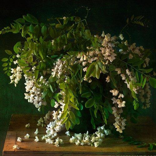 Preview Photographer\'s photo Igor Sirbu