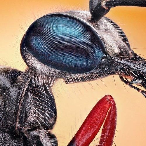 Preview Photographer\'s photo regayip