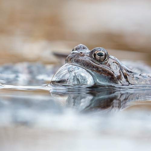 Превью фотографии фотографа Байбекова Светлана
