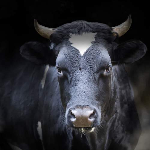 Превью фотографии фотографа DZINTRA REGINA JANSONE