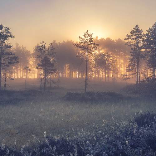 Preview Photographer\'s photo Светлана Краюшкина