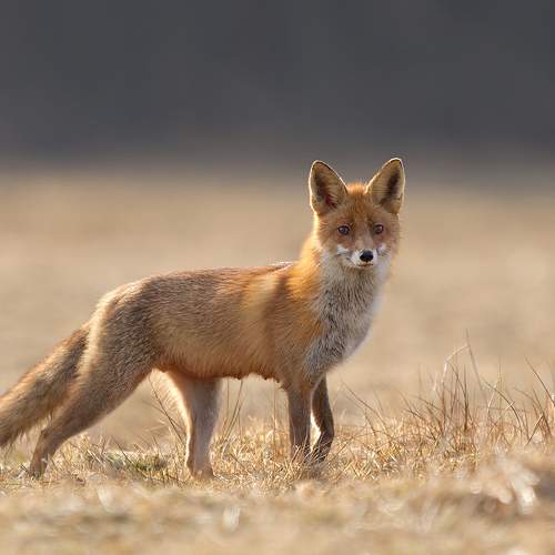 Превью фотографии фотографа Janina J?drzejewska-Szombara
