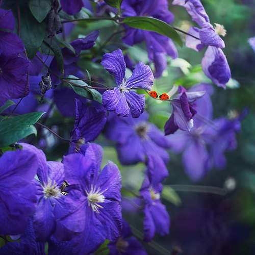 Превью фотографии фотографа Полина Васеева