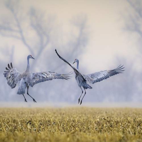 Preview Photographer\'s photo George