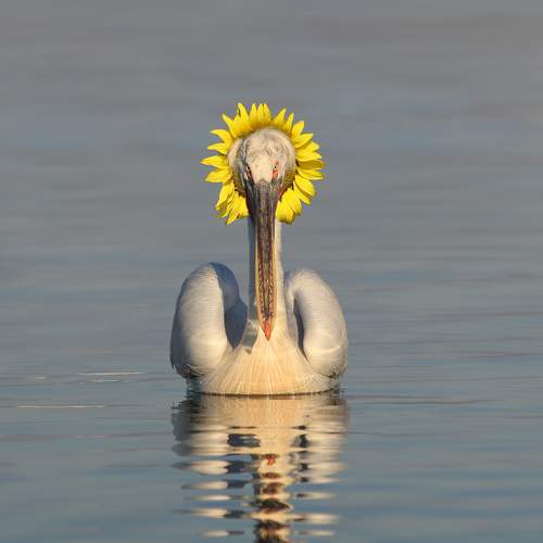 Preview Photographer\'s photo Georgi Slavov