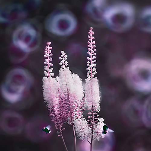 Превью фотографии фотографа Полина Васеева