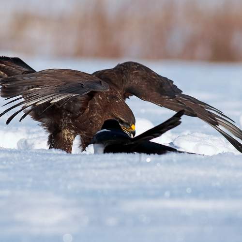 Preview Photographer\'s photo Georgi Slavov