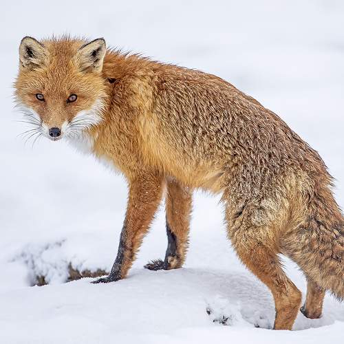 Preview Photographer\'s photo Darius Babelis