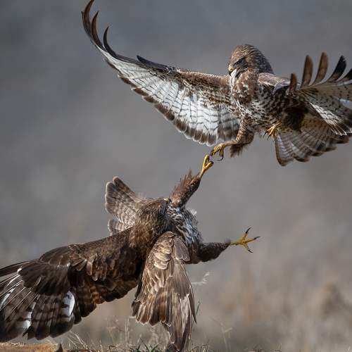 Превью фотографии фотографа Мартин Попов