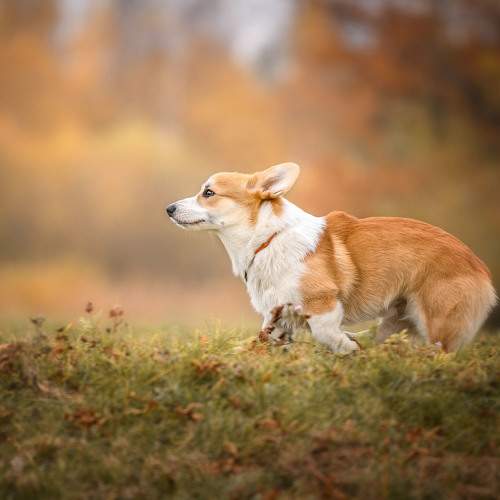 Превью фотографии фотографа Lesnoe Photo