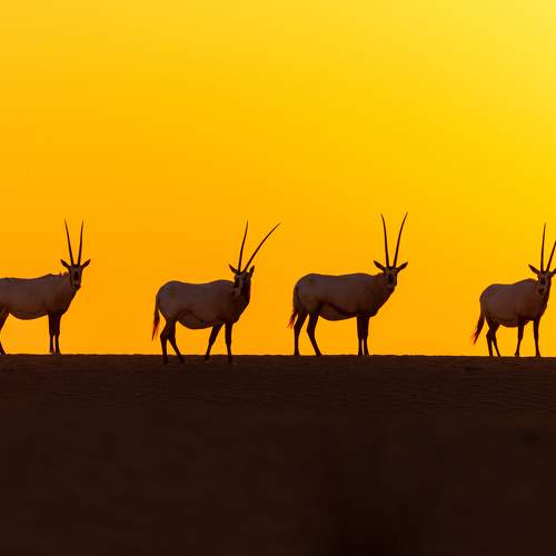 Превью фотографии фотографа Zubair Irshad