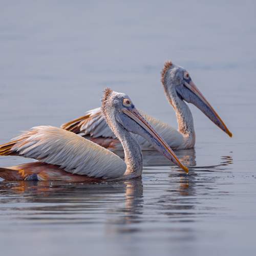 Превью фотографии фотографа G N RAJA