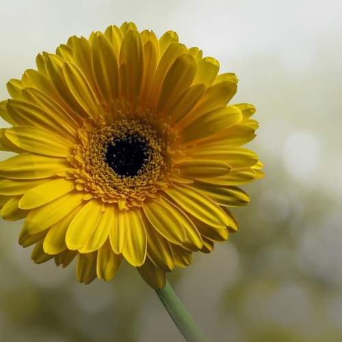 Превью фотографии фотографа DZINTRA REGINA JANSONE