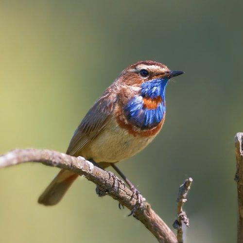 Превью фотографии фотографа holod