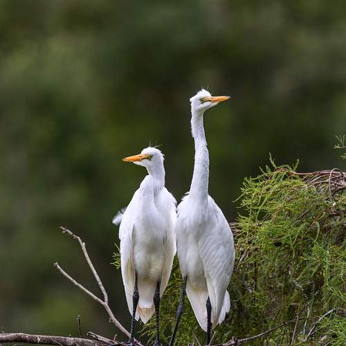 Preview Photographer\'s photo Leonid Dyachenko